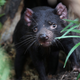 Tasmanian devils are the largest marsupial carnivores in the world. (Image: AP/Rob Griffith)